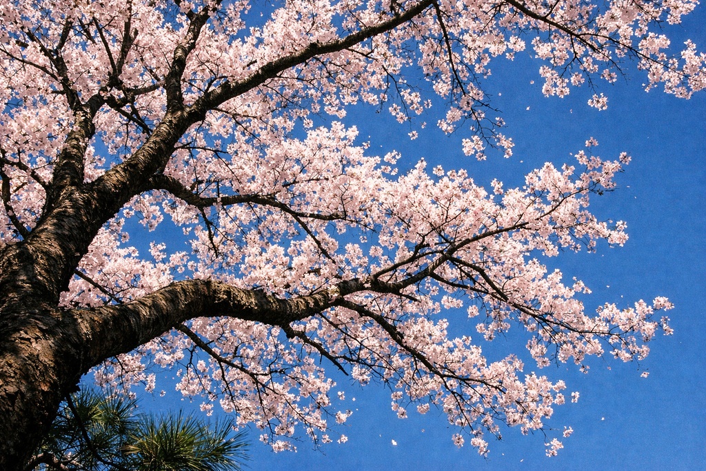 桜景色背景イラスト素材集 Vol.6|1536×1024|Web・TRPG・動画向け(5枚)