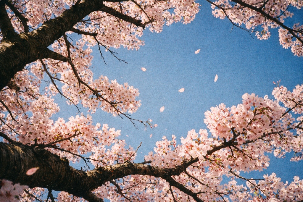 桜景色背景イラスト素材集 Vol.7|1536×1024|Web・TRPG・動画向け(5枚)