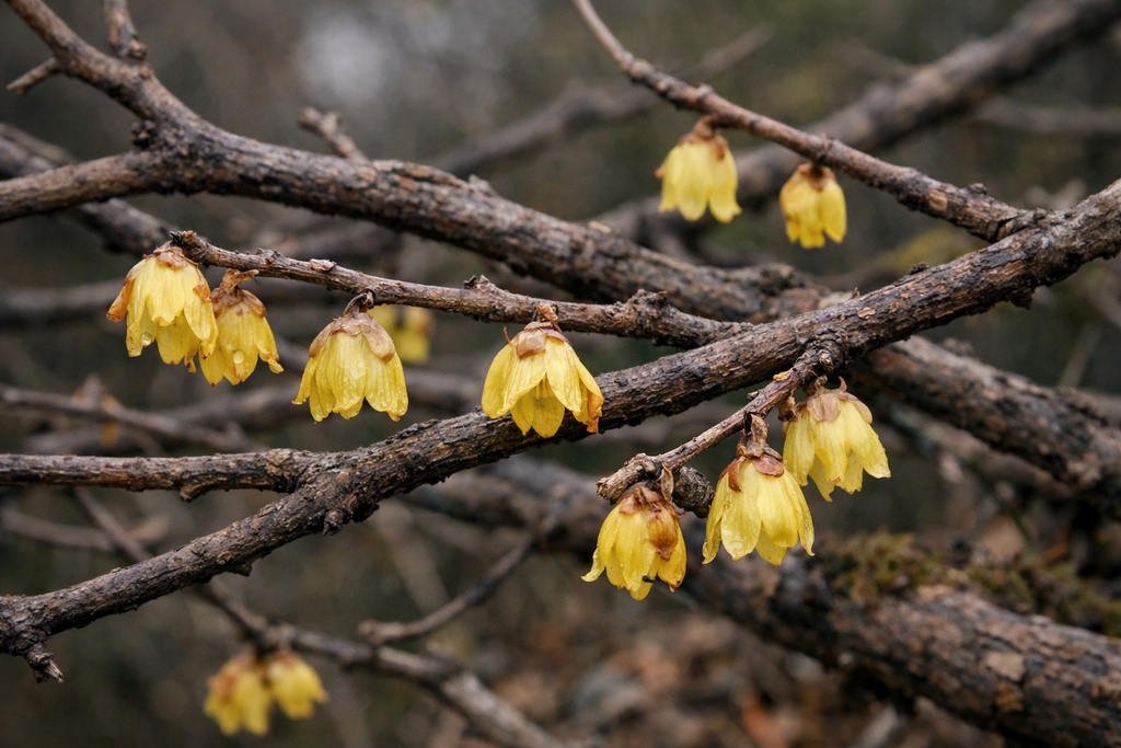春の自然背景イラスト素材集 Vol.3|1536×1024|Web・TRPG・動画向け(5枚)