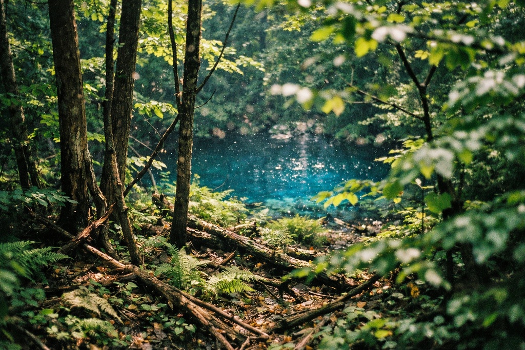 初夏の自然背景イラスト素材集 Vol.1|1536×1024|Web・TRPG・動画向け(5枚)