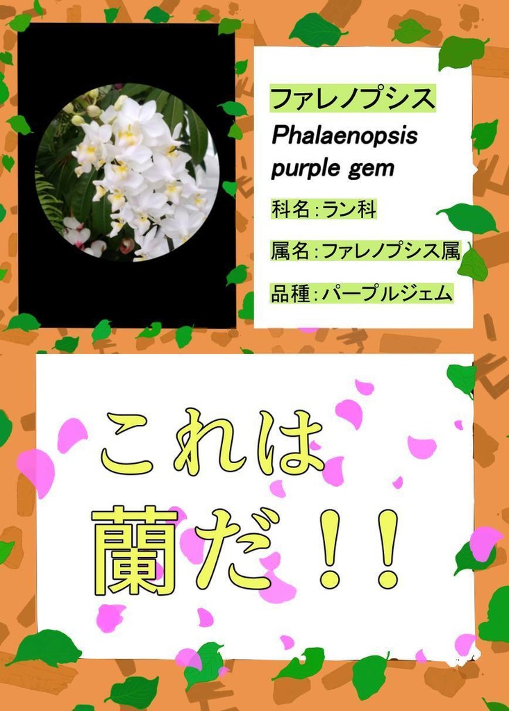 名探偵コレはラン