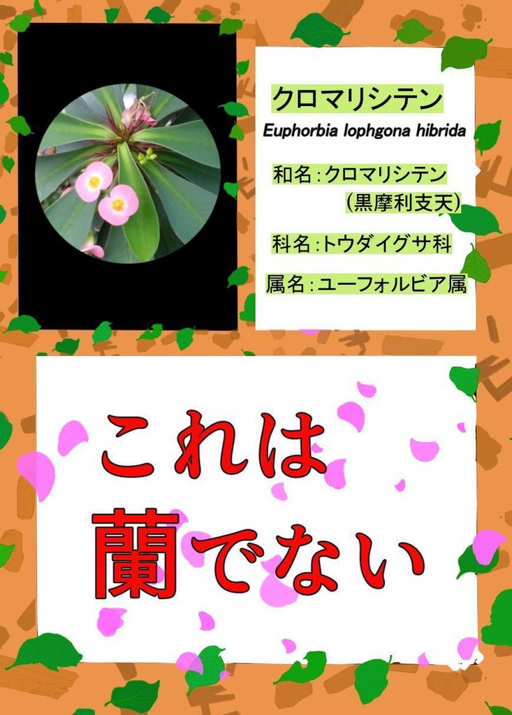 名探偵コレはラン