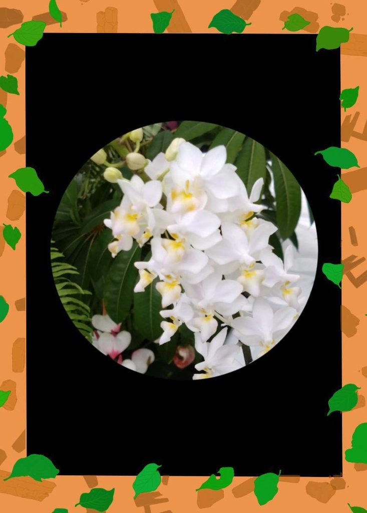 名探偵コレはラン