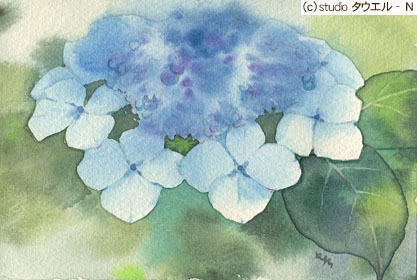 あじさい