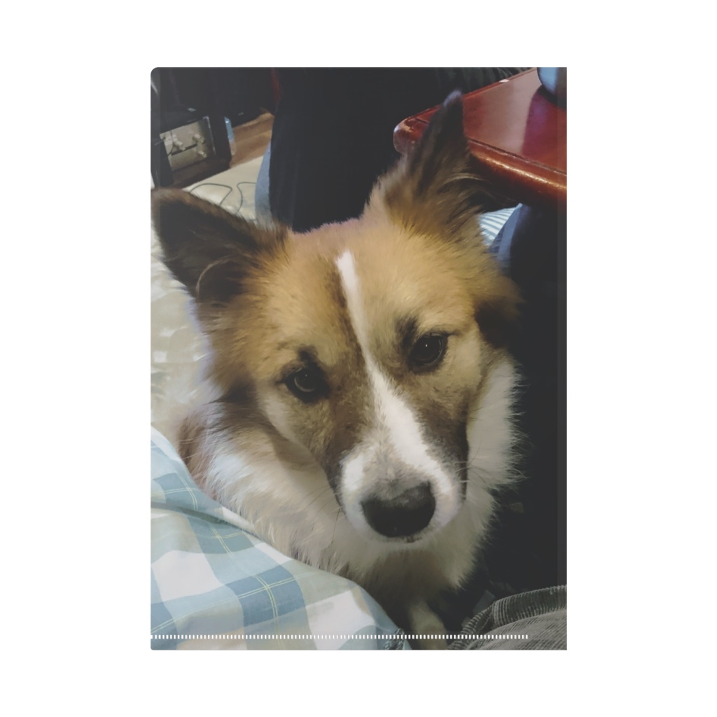 うちのアニマルいかが?