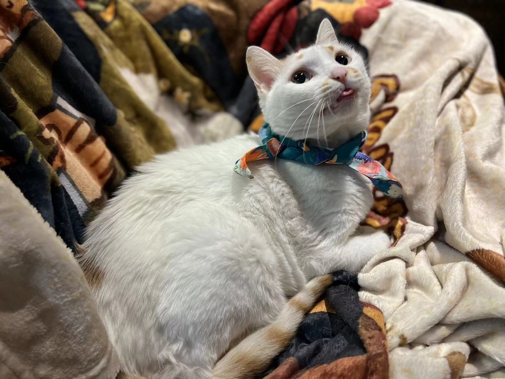 【現品】REDUM・スカーフ