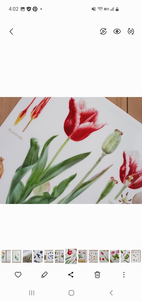 A4クリアファイル「チューリップ アクミナータ×カナスタ 」