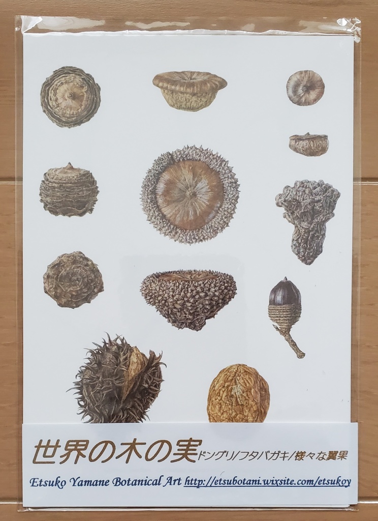 世界の木の実 (ポストカード3枚セット)