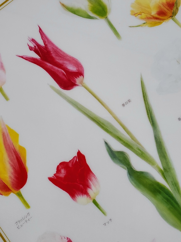 A4クリアファイル「様々なチューリップ」