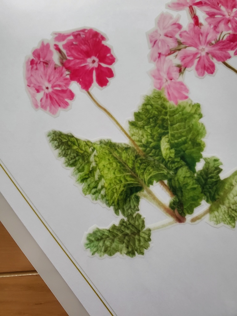 A4クリアファイル「Wild Flowers of Tajimagahara」