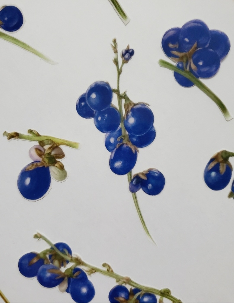 A4クリアファイル訳あり商品「リュウノヒゲとキレンジャク」