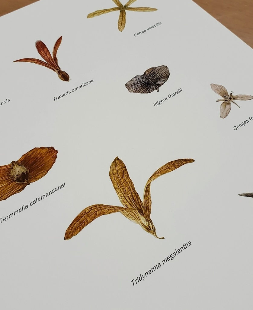 A4プリント「様々な翼果」