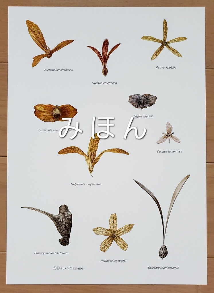 A4プリント「様々な翼果」