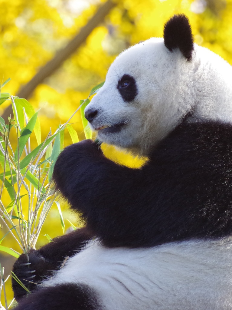 Panda パンダの日常写真 244枚