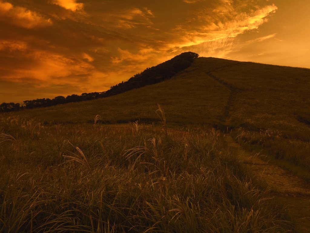 背景フリー素材【4】草原だらけ