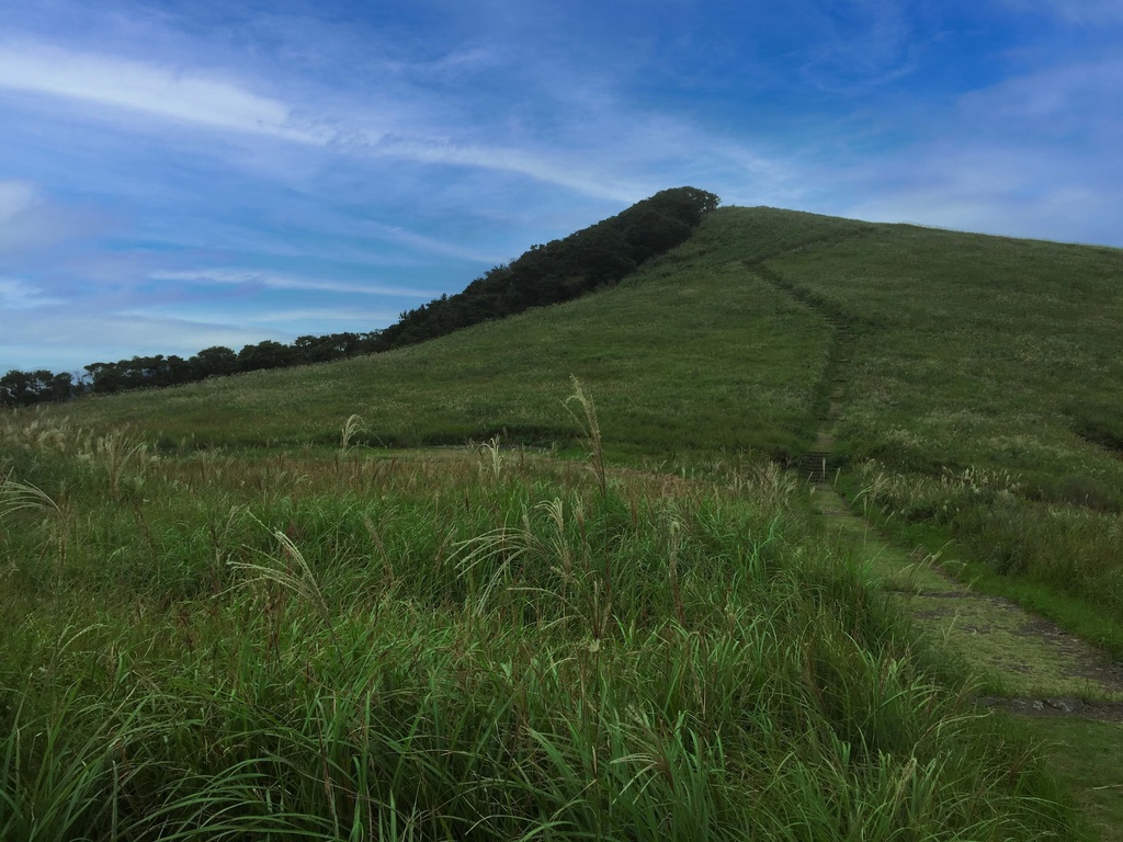 背景フリー素材【4】草原だらけ