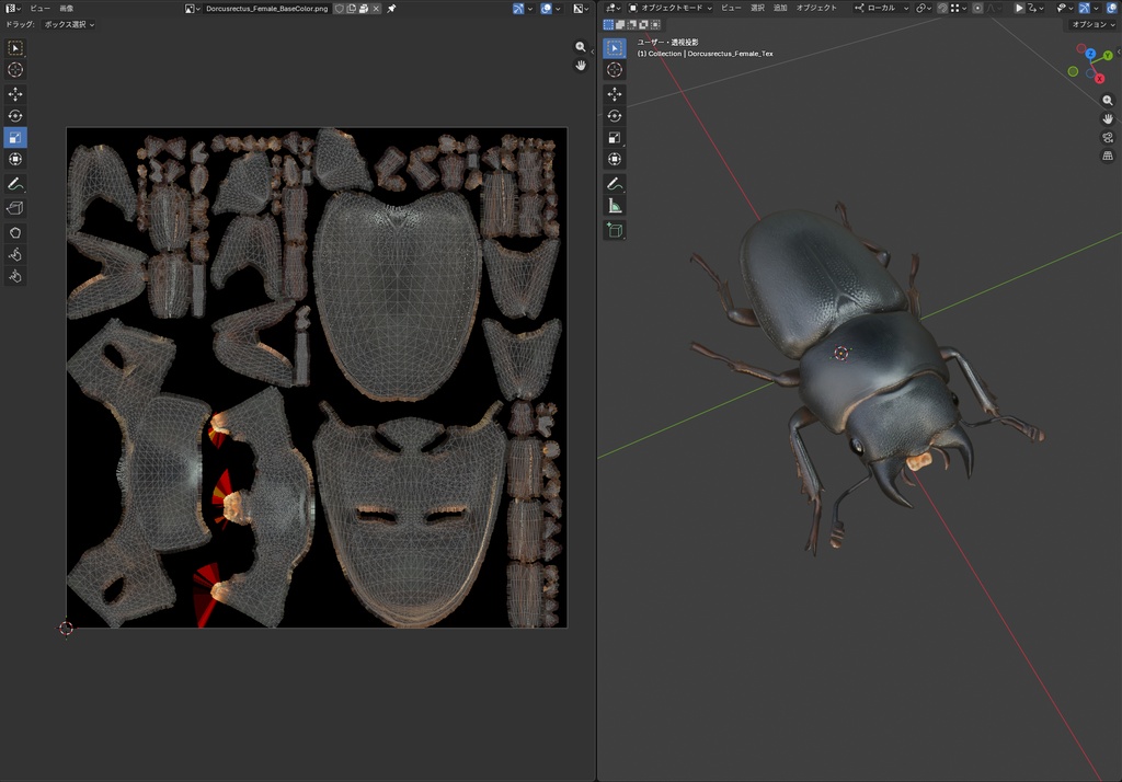 【3Dモデル】コクワガタ(雌) / Dorcus rectus Female(PBRテクスチャ・フルセット)