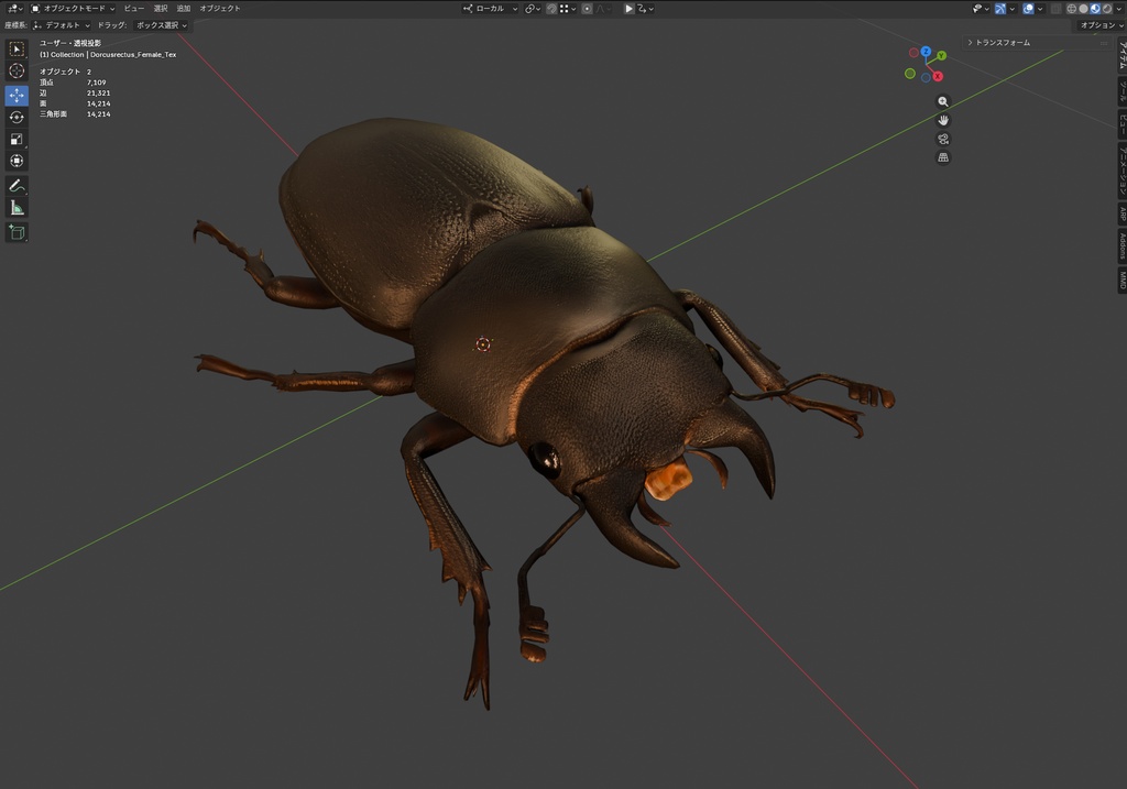 【3Dモデル】コクワガタ(雌) / Dorcus rectus Female(PBRテクスチャ・フルセット)