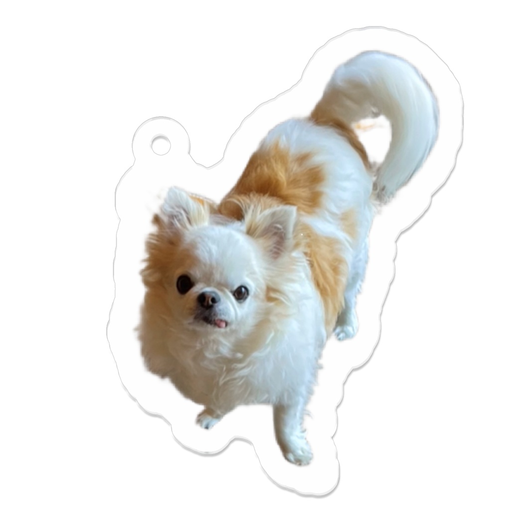 かわいいこたろう