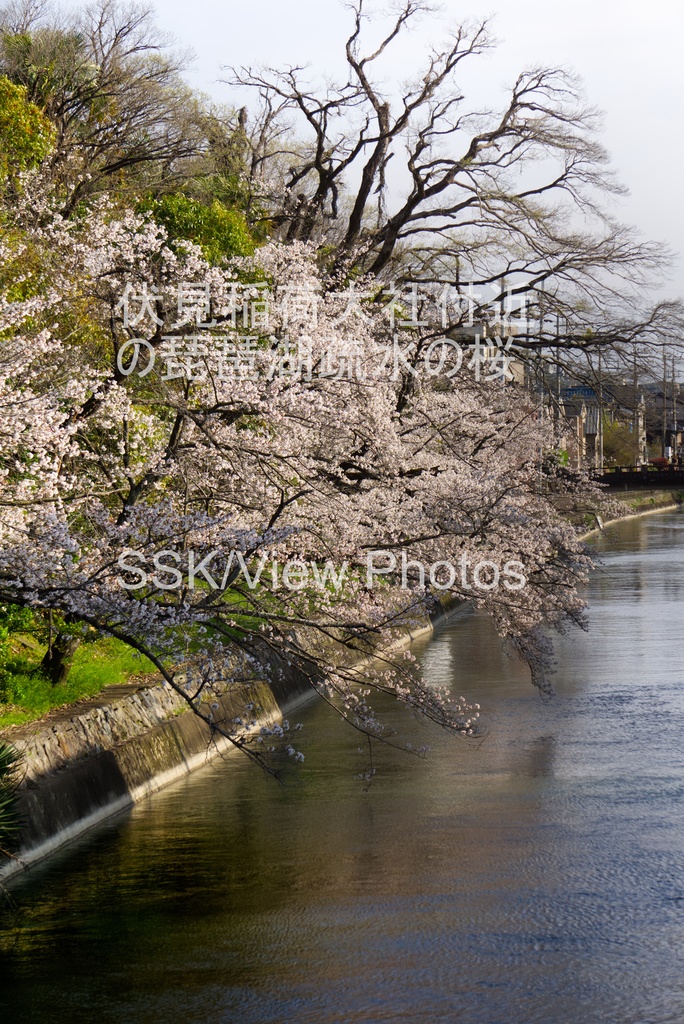 伏見稲荷大社付近の琵琶湖疏水の桜-Cherry blossoms along the Lake Biwa Canal near Fushimi Inari Taisha
