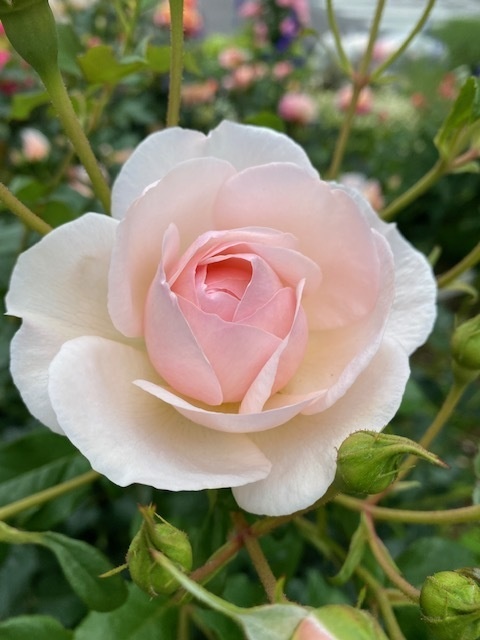 【CoCシナリオ】万智子の理想のおうち