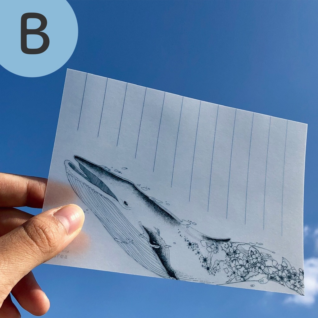 半透明の手紙と便箋のセット2種