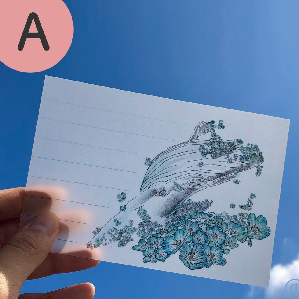 半透明の手紙と便箋のセット2種