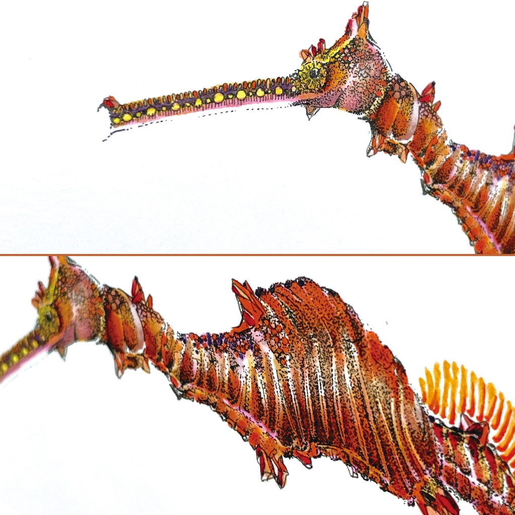 ルビーシードラゴン/A4原画