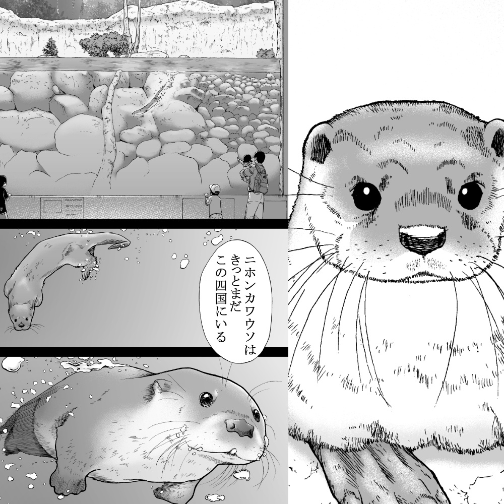 カワウソ　ポストカード  