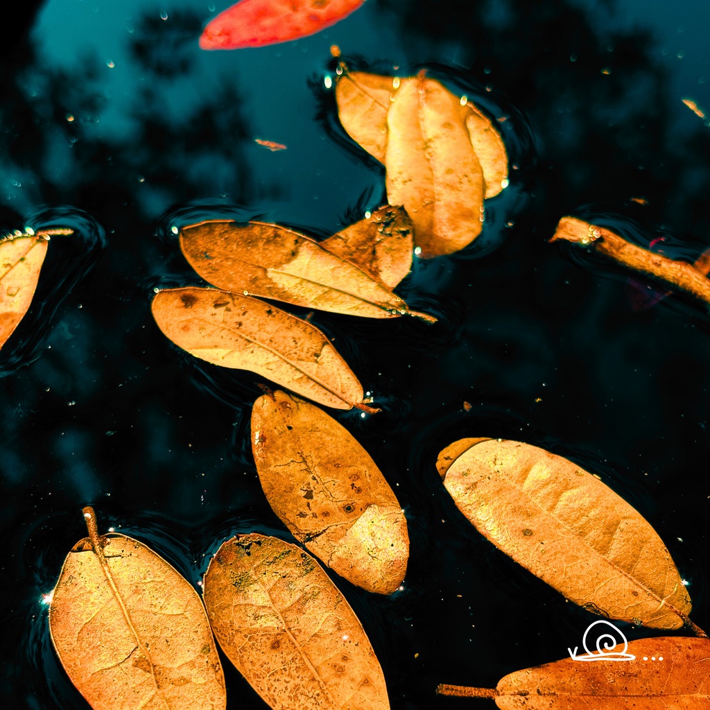 小針俊哉／3rd EP『蝸牛のしっぽ』