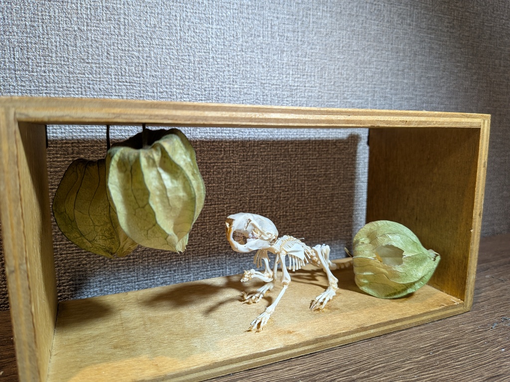 壁掛け骨格標本 マウス