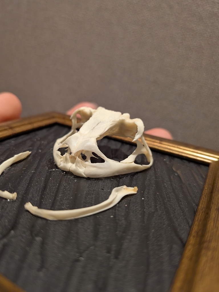 アズマヒキガエル頭骨標本
