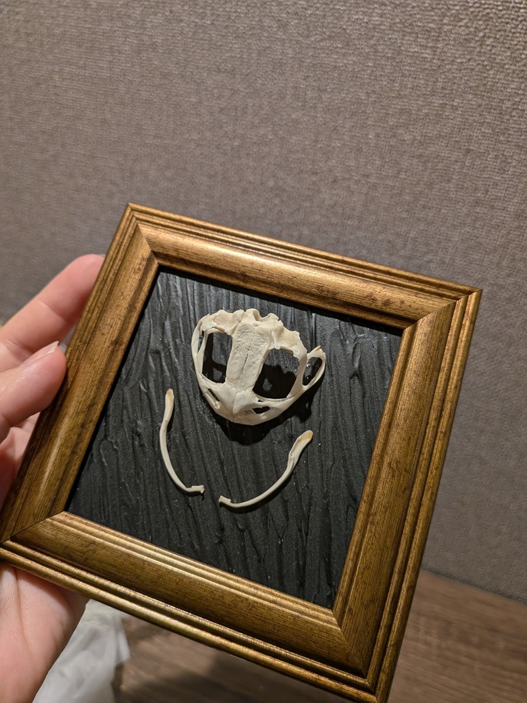 アズマヒキガエル頭骨標本