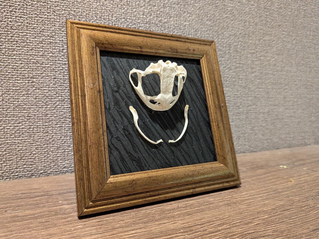 アズマヒキガエル頭骨標本