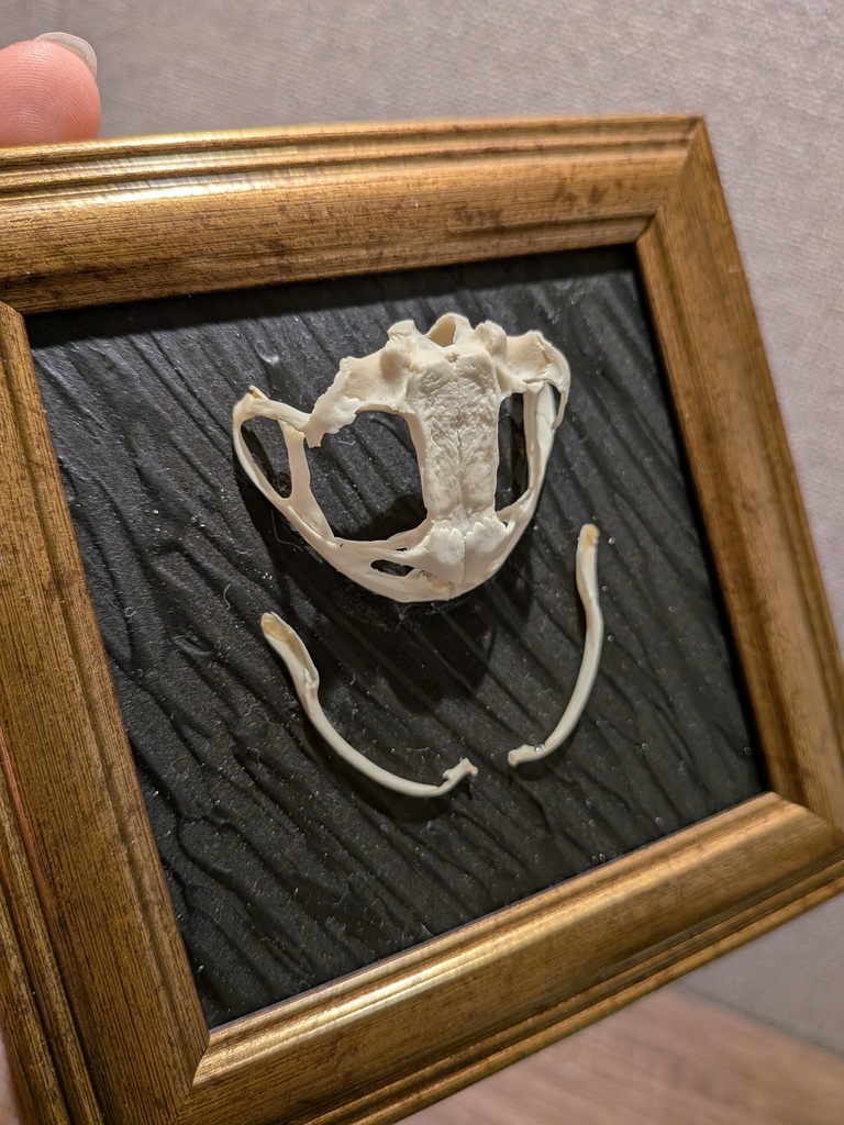 アズマヒキガエル頭骨標本