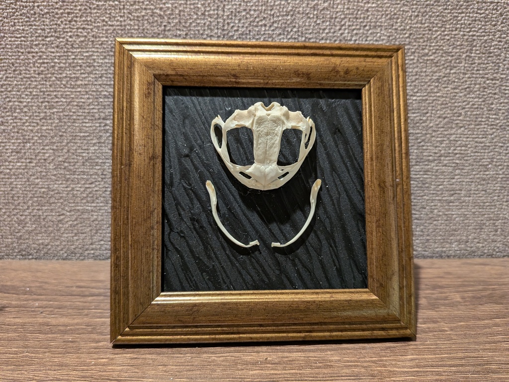 アズマヒキガエル頭骨標本