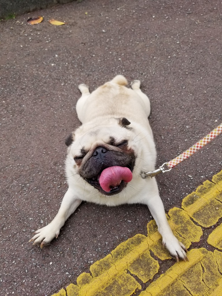 動物イラストオーダー