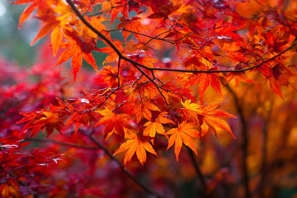 秋のきれいな紅葉