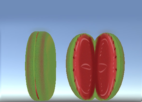 食虫植物(ウツボカズラ&ハエトリグサ)