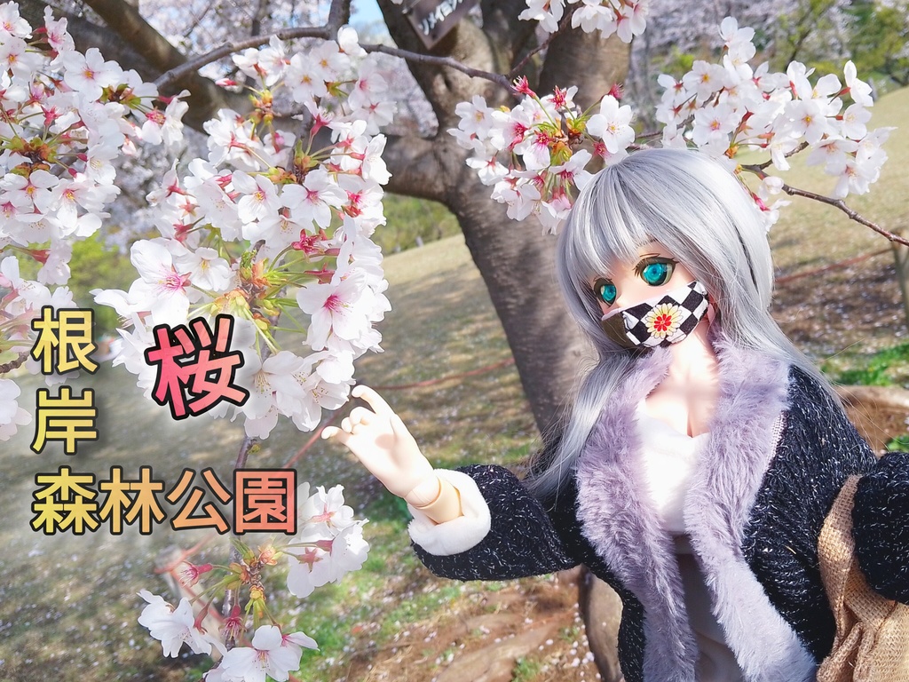根岸森林公園／桜　ドール写真集2025