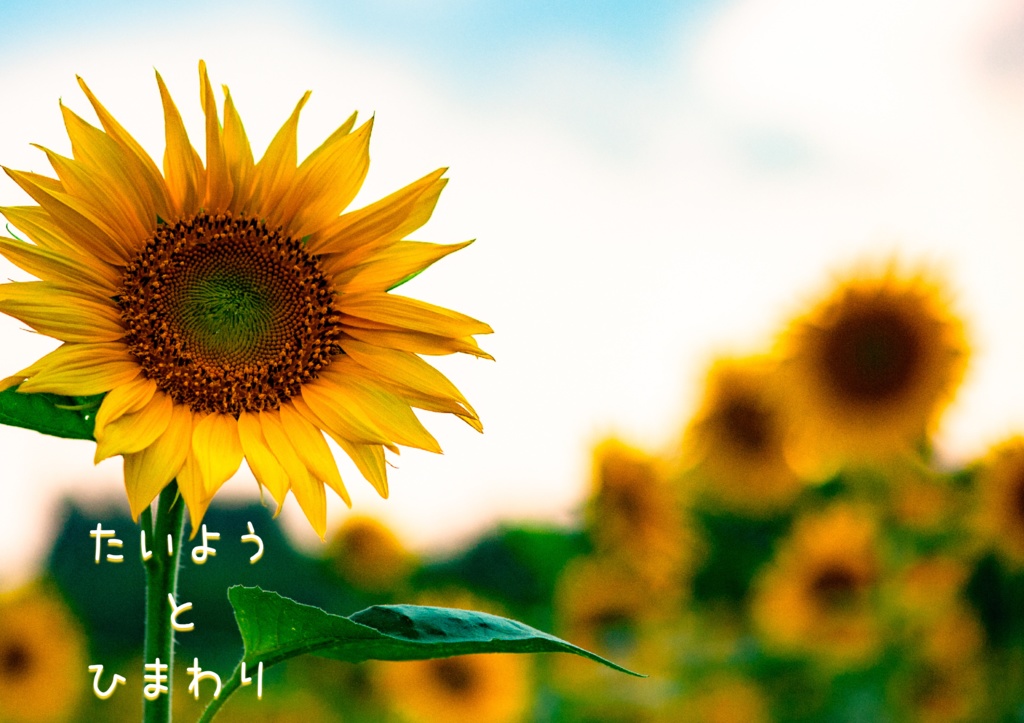 たいよう と ひまわり