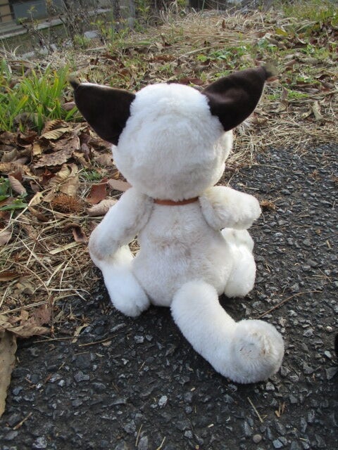 チャリティーにゃんこ 保護猫ティディ あらし♂