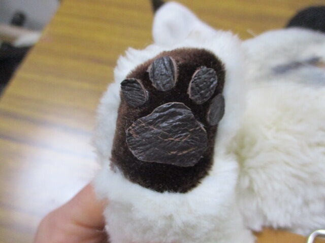 チャリティーにゃんこ 保護猫ティディ あらし♂