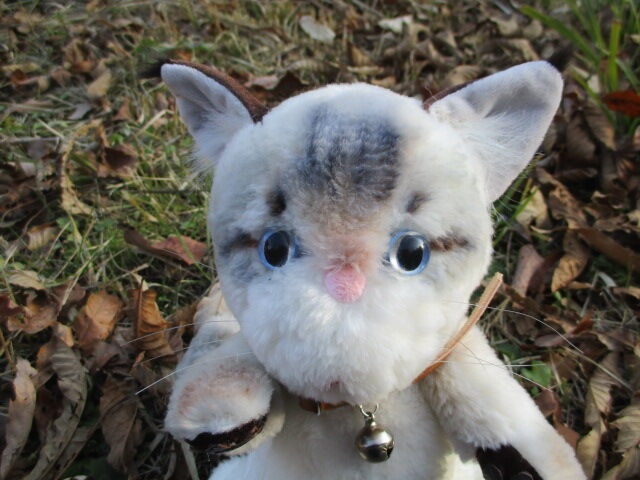 チャリティーにゃんこ 保護猫ティディ あらし♂