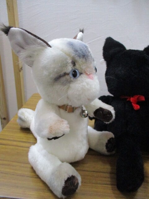 チャリティーにゃんこ 保護猫ティディ あらし♂