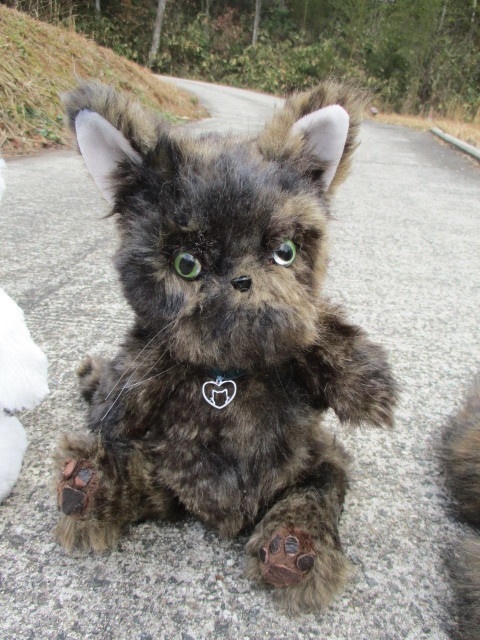 チャリティーにゃんこ 保護猫ティディ ジュニ♀