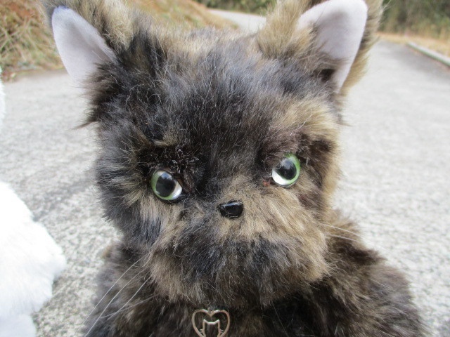 チャリティーにゃんこ 保護猫ティディ ジュニ♀