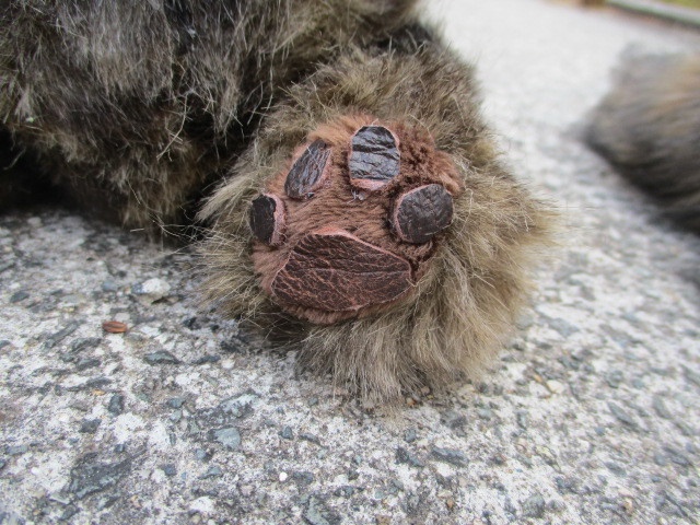 チャリティーにゃんこ 保護猫ティディ ジュニ♀