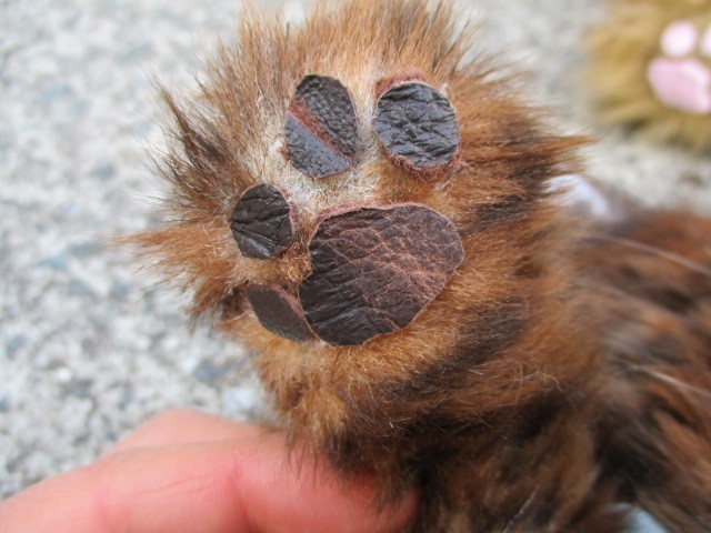 チャリティーにゃんこ 保護猫ティディ エミ♀