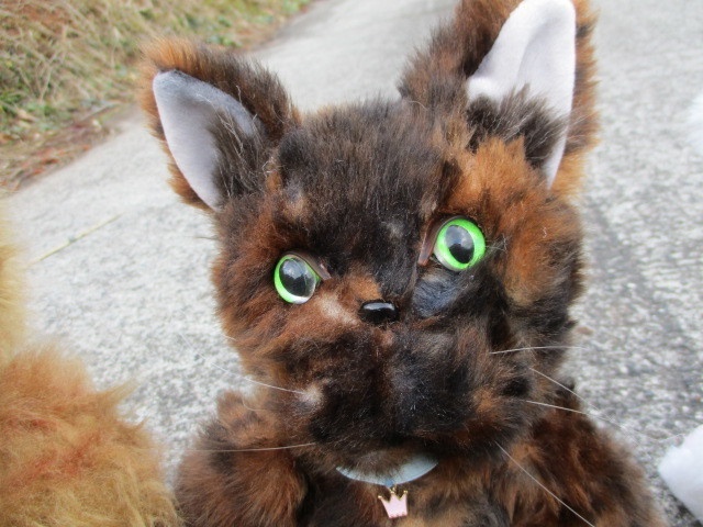 チャリティーにゃんこ 保護猫ティディ エミ♀